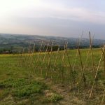 foto evento ortoinsieme