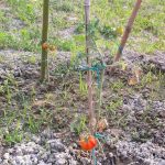 foto evento ortoinsieme