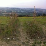 foto evento ortoinsieme